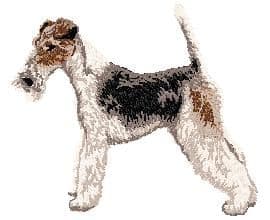 Fox Terrier 4