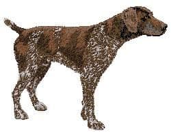 German Shorthaired Pointer 2