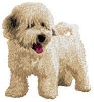 Havanese 2