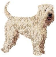 Irish Soft Coated Wheaten Terrier 3