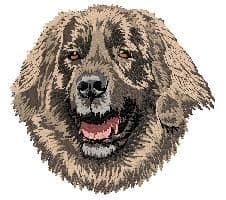 Leonberger 2