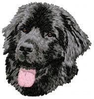 Newfoundland 5