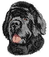 Newfoundland 6