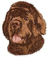 Newfoundland 7