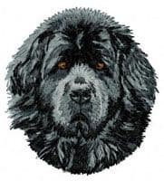 Newfoundland 8