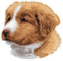 Nova Scotia Duck Tolling Retriever