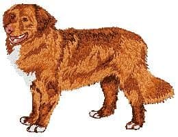 Nova Scotia Duck Tolling Retriever 3