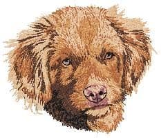 Nova Scotia Duck Tolling Retriever 4