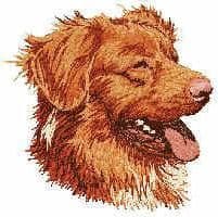 Nova Scotia Duck Tolling Retriever 5