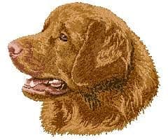 Nova Scotia Duck Tolling Retriever 6