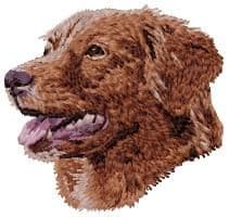 Nova Scotia Duck Tolling Retriever 7