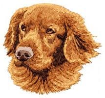 Nova Scotia Duck Tolling Retriever 9