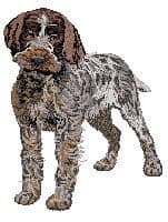 Pointing Griffon Wire-haired