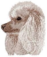 Poodle 6