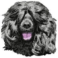 Portuguese Water Dog 2