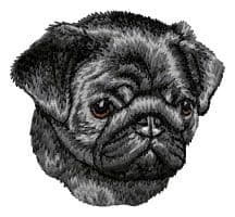 Pug 7