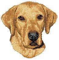 Rhodesian Ridgeback 2