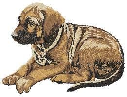 Rhodesian Ridgeback 3