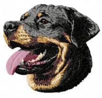 Rottweiler 10