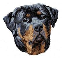 Rottweiler 11