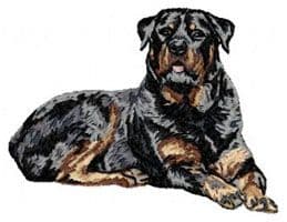 Rottweiler 12