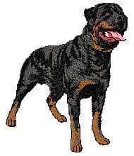 Rottweiler 8