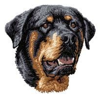 Rottweiler 9