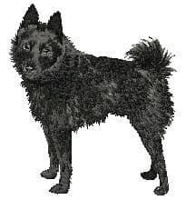 Schipperke