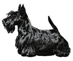Scottish Terrier 2