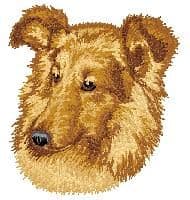Shetland Sheepdog 3