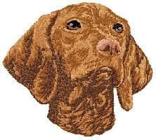 Vizsla 3