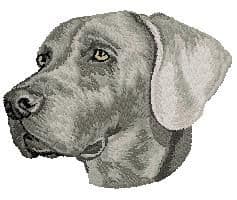 Weimaraner 2