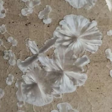 Calcite Stoneware Crystalline Glaze 550ml : F661