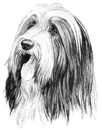 Bearded Collie Letterheads
