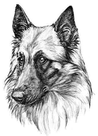 Belgian Shepherd Dog (Tervueren) Letterheads