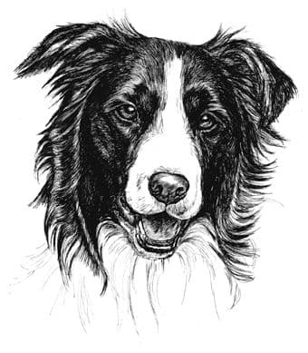 Border Collie Letterheads