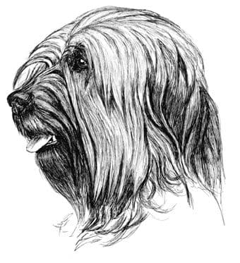 Briard Letterheads