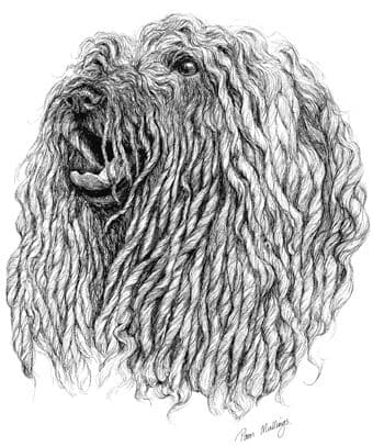 Hungarian Puli Letterheads