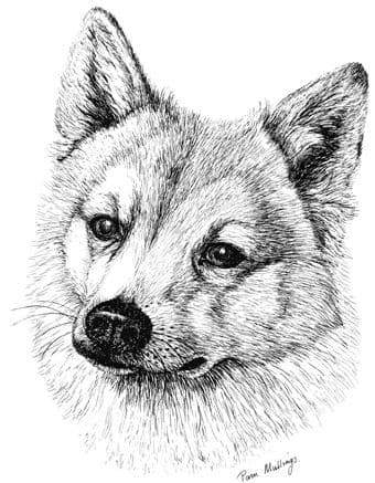 Norwegian Buhund Letterheads