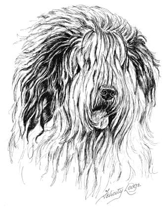 Old English Sheepdog Letterheads