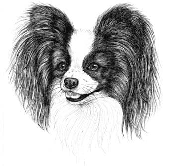 Papillon Personalised Greetings Card