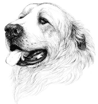 Pyrenean Mountain Dog Letterheads