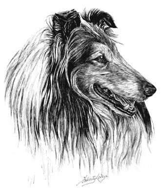 Rough Collie Letterheads