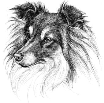 Shetland Sheepdog Letterheads