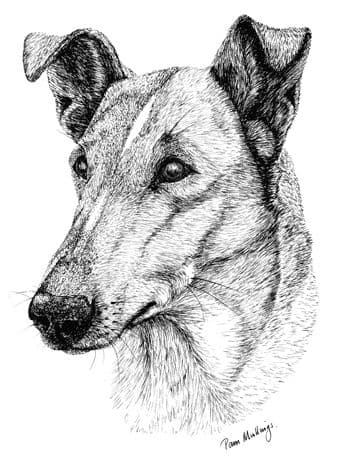 Smooth Collie Letterheads