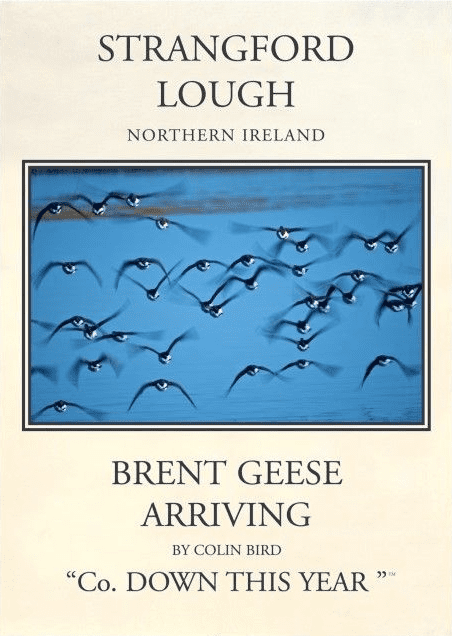 Brent Geese, Strangford Lough, County Down, Northern Ireland Vintage inspired retro travel poster