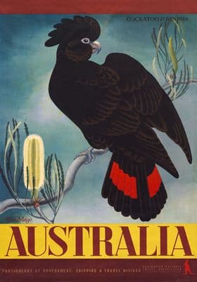 Cockatoo & Banksia. Australia. Vintage Australian Travel Poster by Eileen Mayo