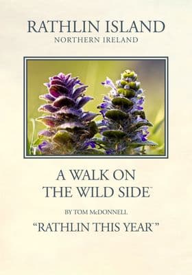 Pyramidal Bugle, Rathlin Island, Northern Ireland