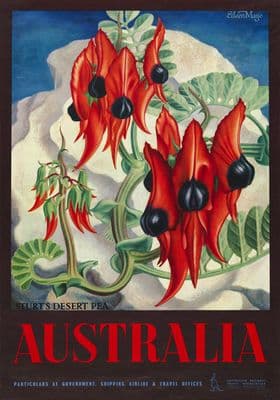 Sturts Desert Pea, Australia. Vintage Travel poster by Eileen Mayo