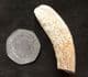 'CABALLINE' HORSE INCISOR - PLEISTOCENE, GERMANY.